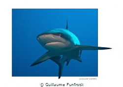 gray reef shark by Guillaume Funfrock 